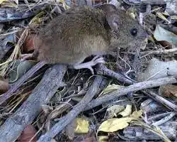 Hantavirus y perros