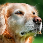 Vejez de un perro