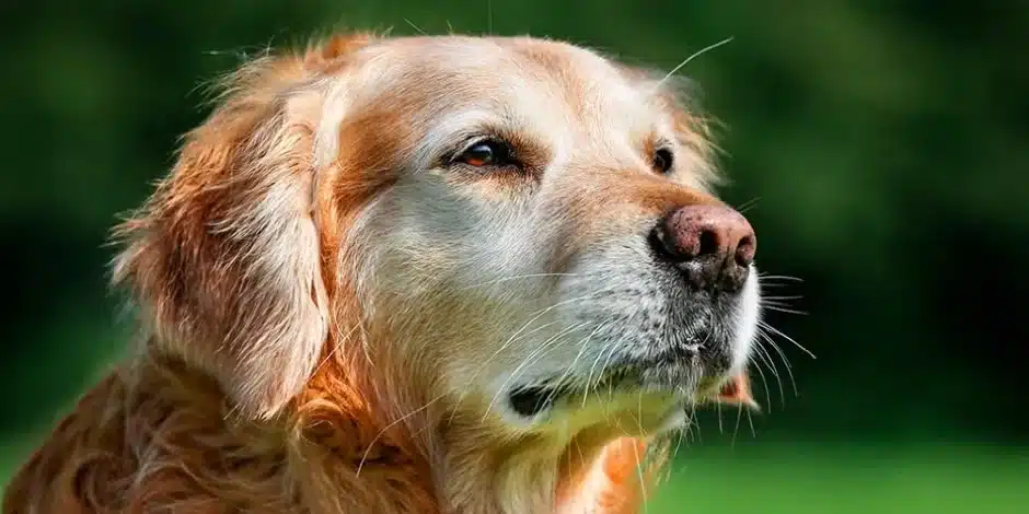 El 77% de los españoles teme la vejez de su mascota