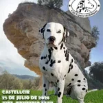Concurso Monográfico del Dálmata 2026 en Castellcir
