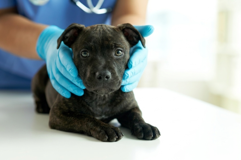 Perro en consulta veterinaria