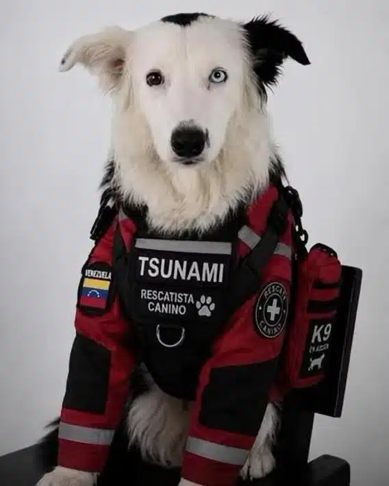 Tsunami: Border Collie que salva vidas tras el terremoto de Venezuela