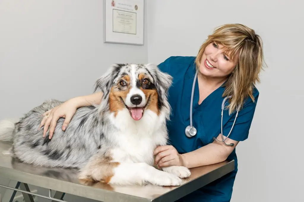 Otitis en perros durante el verano