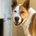 Perro en adopción fuenlabrada