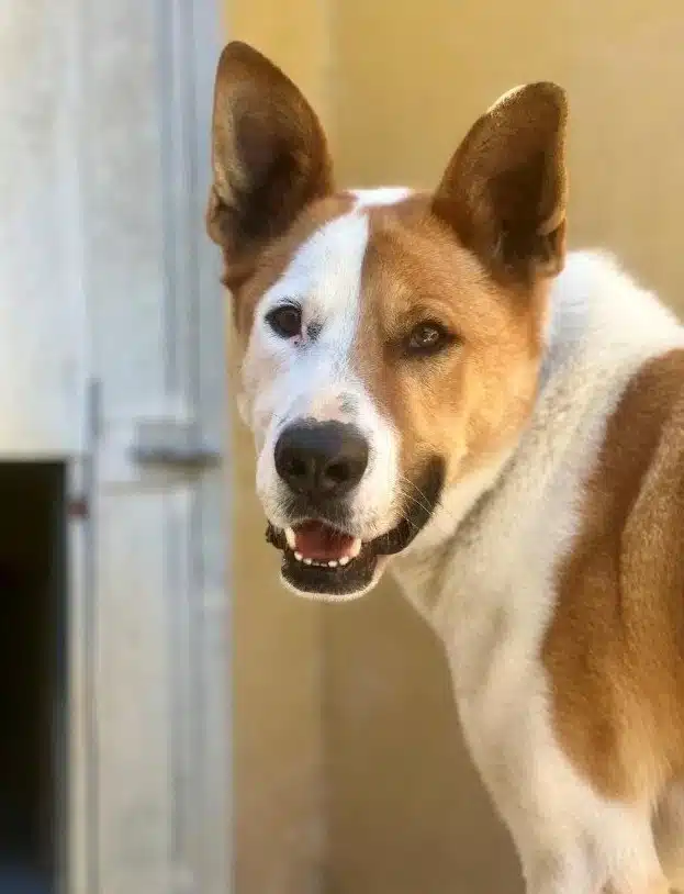 Fuenlabrada estrena un buscador online para facilitar la adopción de perros