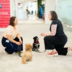 trabajadores en una oficina pet friendly