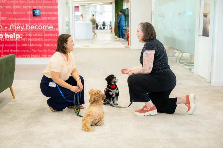 trabajadores en una oficina pet friendly