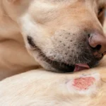 Perro con problema dermatológico