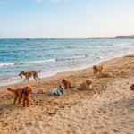 España tiene más perros que niños