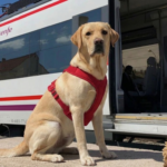 Renfe permite viajar con perros hasta 40 kilos