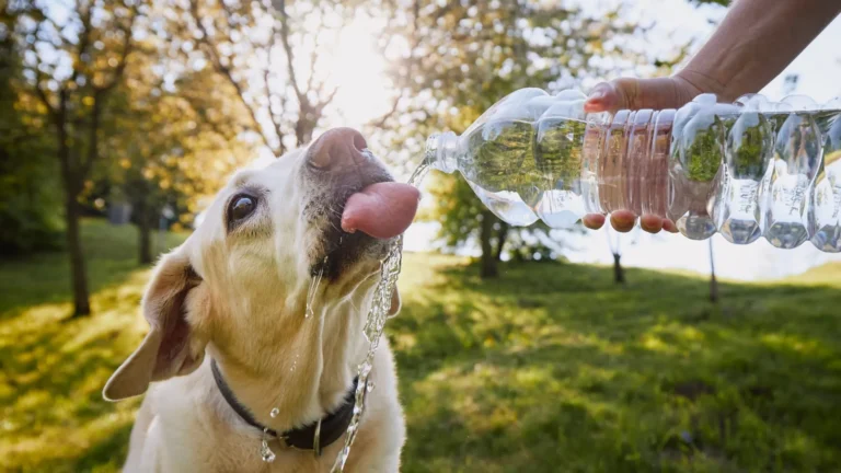 perro bebiendo agua
