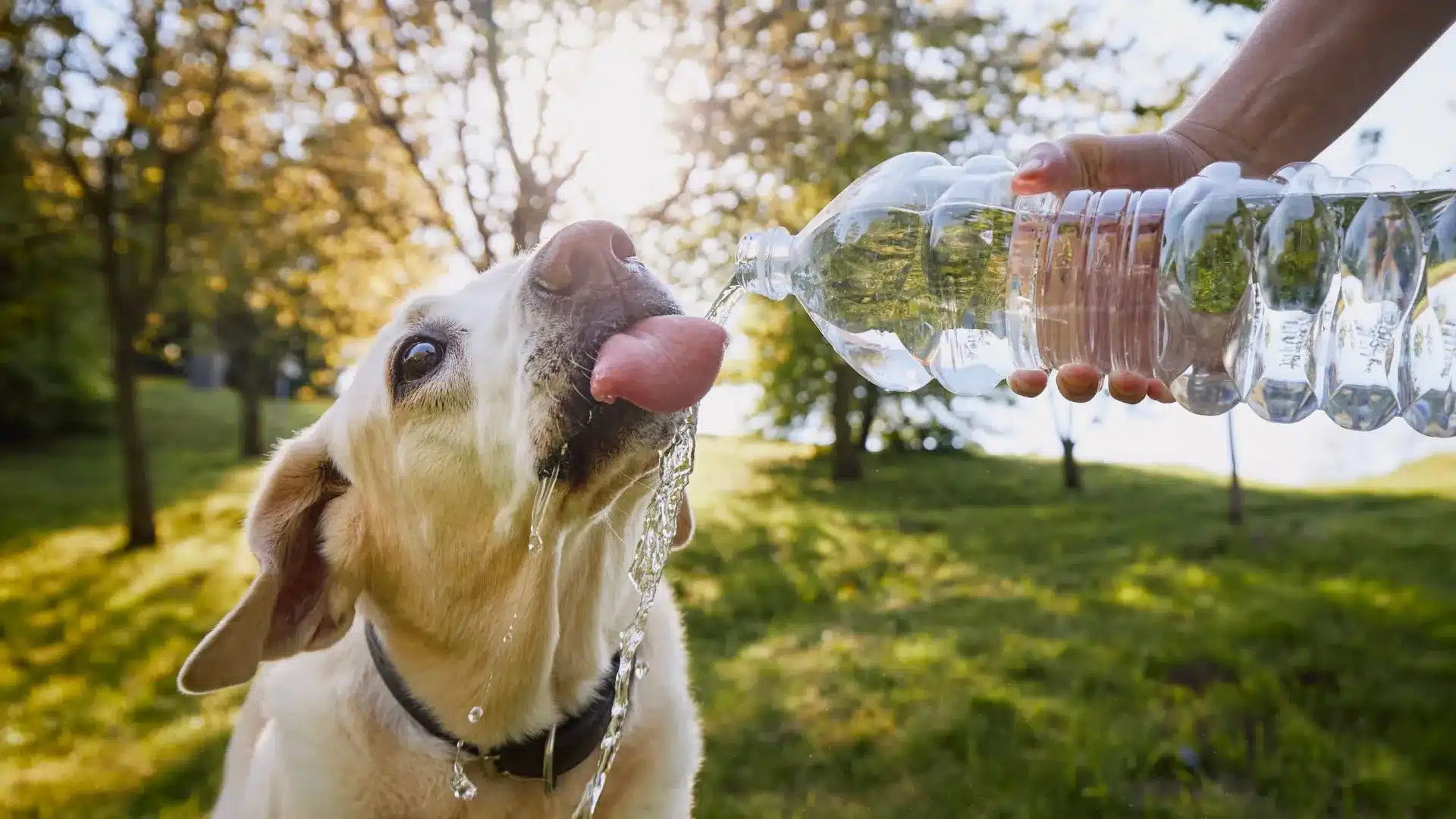 ¿Tu perro está deshidratado? Síntomas ocultos en verano