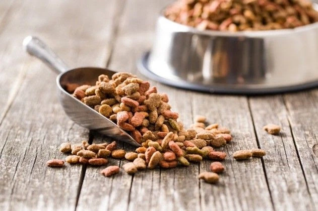 Estudio revela que la alimentación vegana para perros es igual a la digestibilidad de la carne