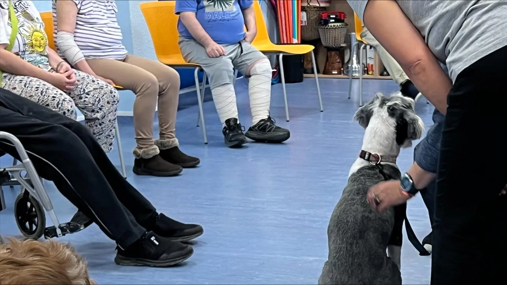 Madrid estrena terapia con perros en trastorno mental grave