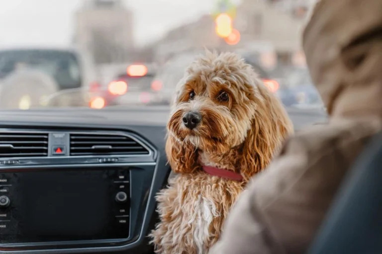 Perros en el coche este verano