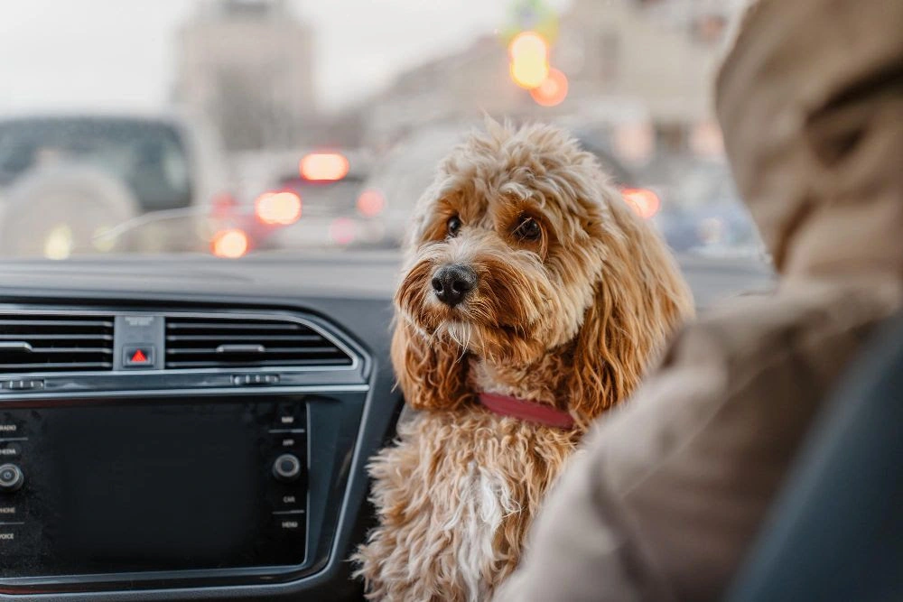 Perros en el Coche este Verano