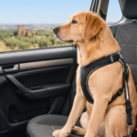Tres de cada cuatro conductores transportan a sus perros de forma insegura en el coche