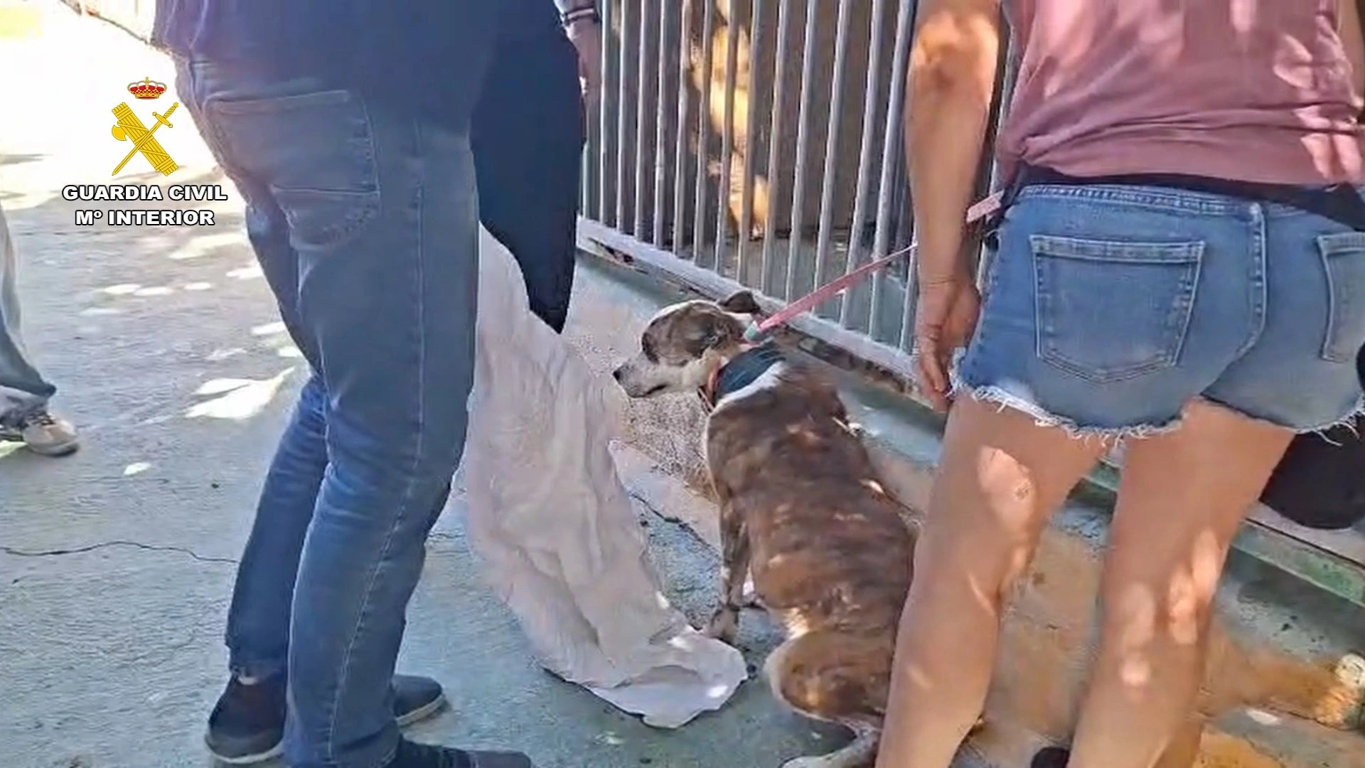 Investigados los dos propietarios de una escuela canina por presunto maltrato animal en Navalcarnero