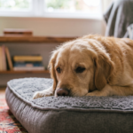 evitar el sindrome postvacacional en perros