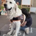 II Celebrity Pets Awards 2026