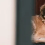 FAADA exige incluir a las familias con animales en el nuevo decreto de vivienda