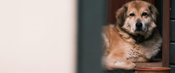 FAADA exige incluir a las familias con animales en el nuevo decreto de vivienda