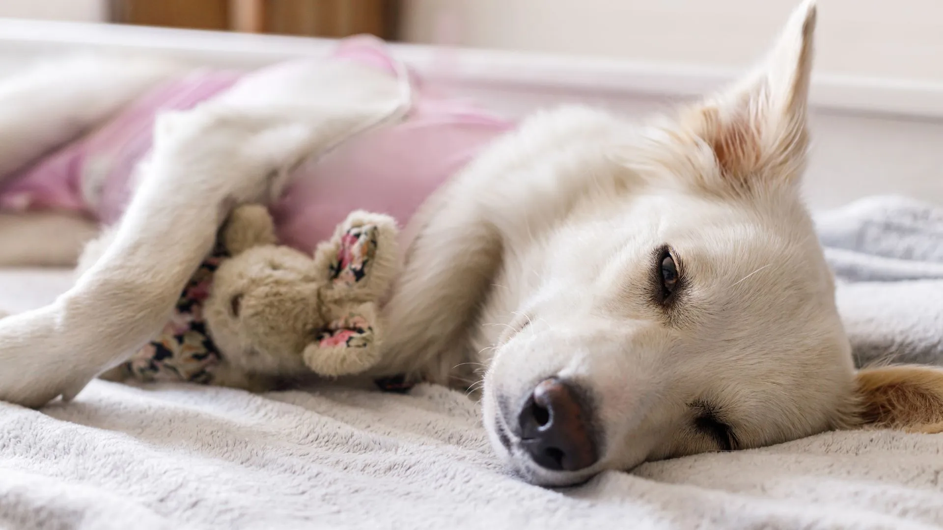 Síndrome postvacacional en perros