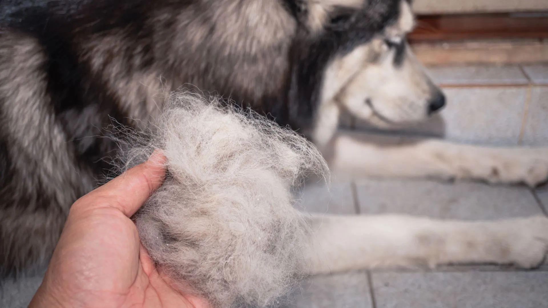 Caída de pelo en perros